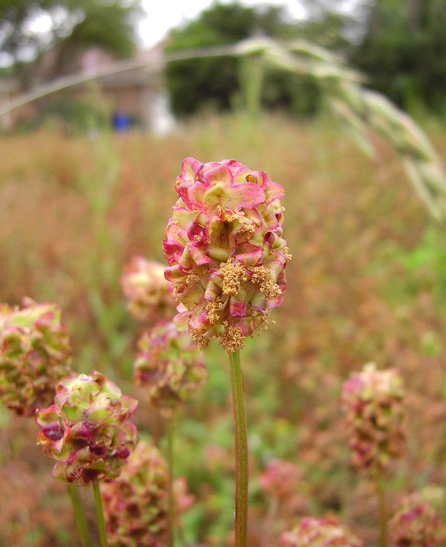 Salad Burnet Seeds (Sanguisorba minor)