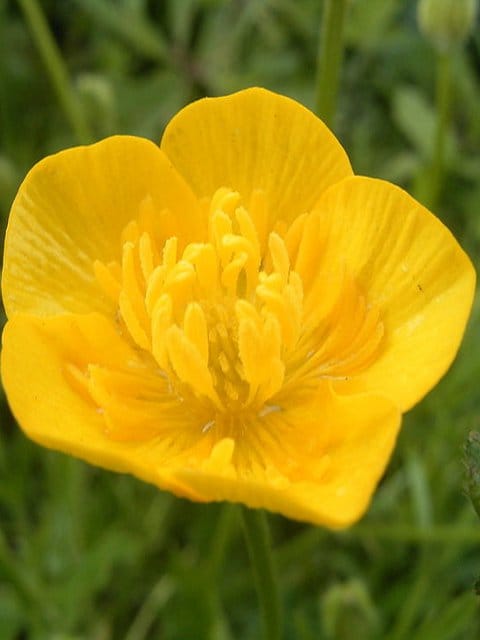 Bulbous Buttercup Plants (Ranunculus bulbosus)