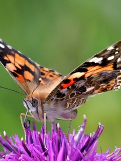 Butterflies Wildflower Plant Collection