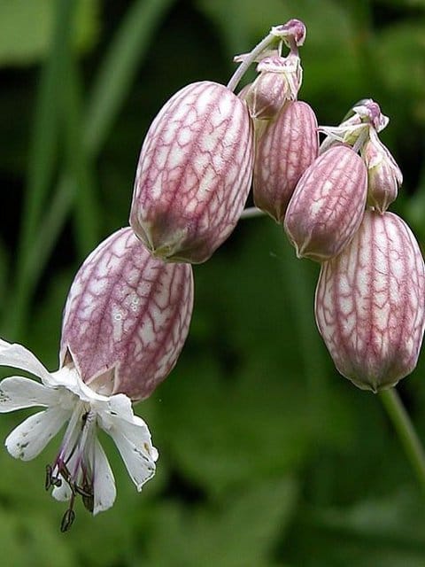 Bladder Campion Seeds (Silene vulgaris)