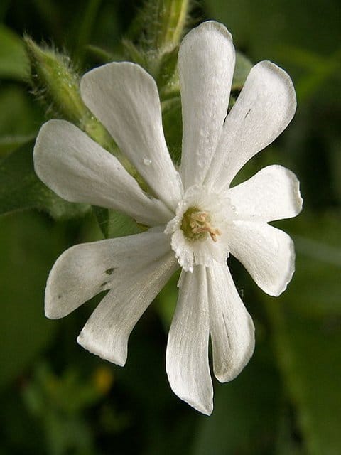 White Campion Seeds (Silene alba)