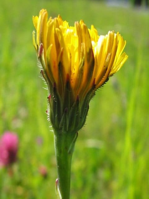 Common Cat's Ear Plants (Hypochaeris radicata)