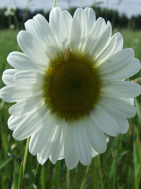 Chalk & Limestone Wildflower Plant Collection