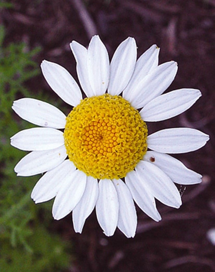 Corn Chamomile Seeds (Anthemis arvensis)