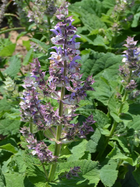 Sage Clary Plants (Salvia sclarea)