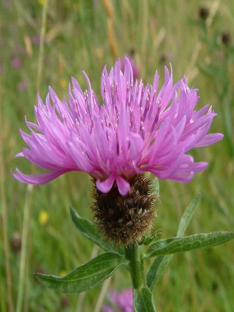 Clay Soils Wildflower Plant Collection