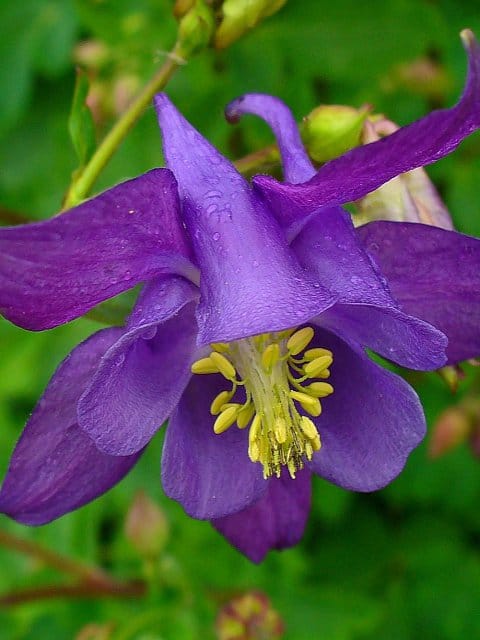 Columbine Plants (Aquilegia vulgaris)