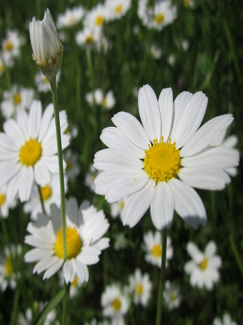 Corn Chamomile Plants (Anthemis arvensis)