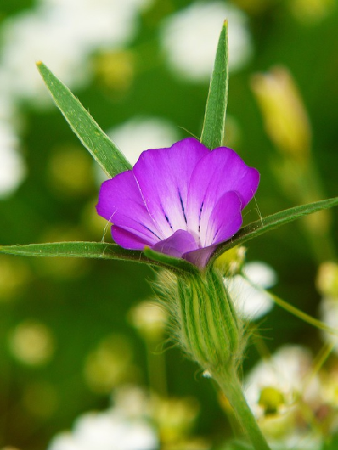 Corncockle Plants (Agrostemma githago)