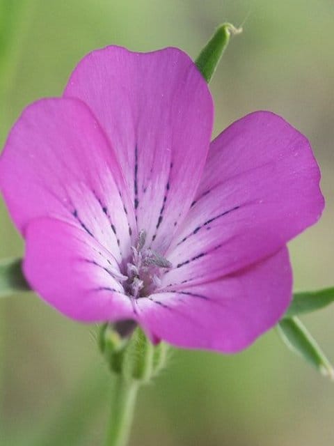 Corncockle Seeds (Agrostemma githago)