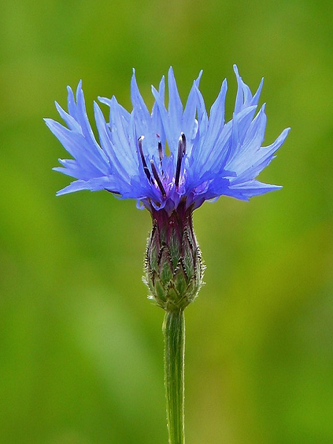 Cornflower Plants (Centaurea cyanus)