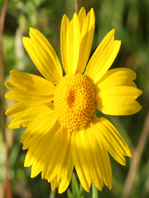 Corn Marigold Plants (Chrysanthemum segetum)