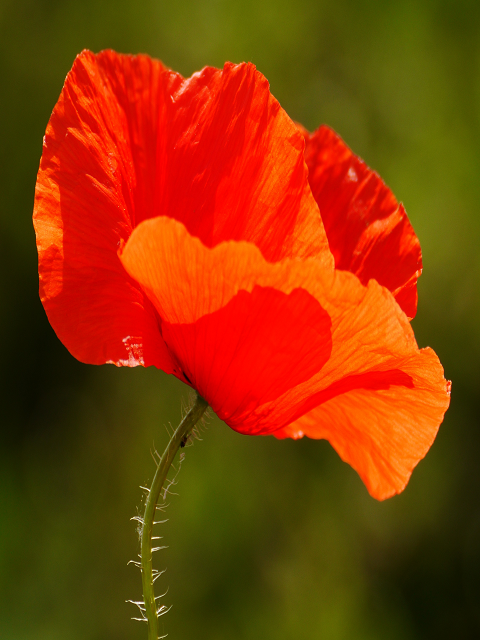 Common Poppy Plants (Papaver rhoeas)