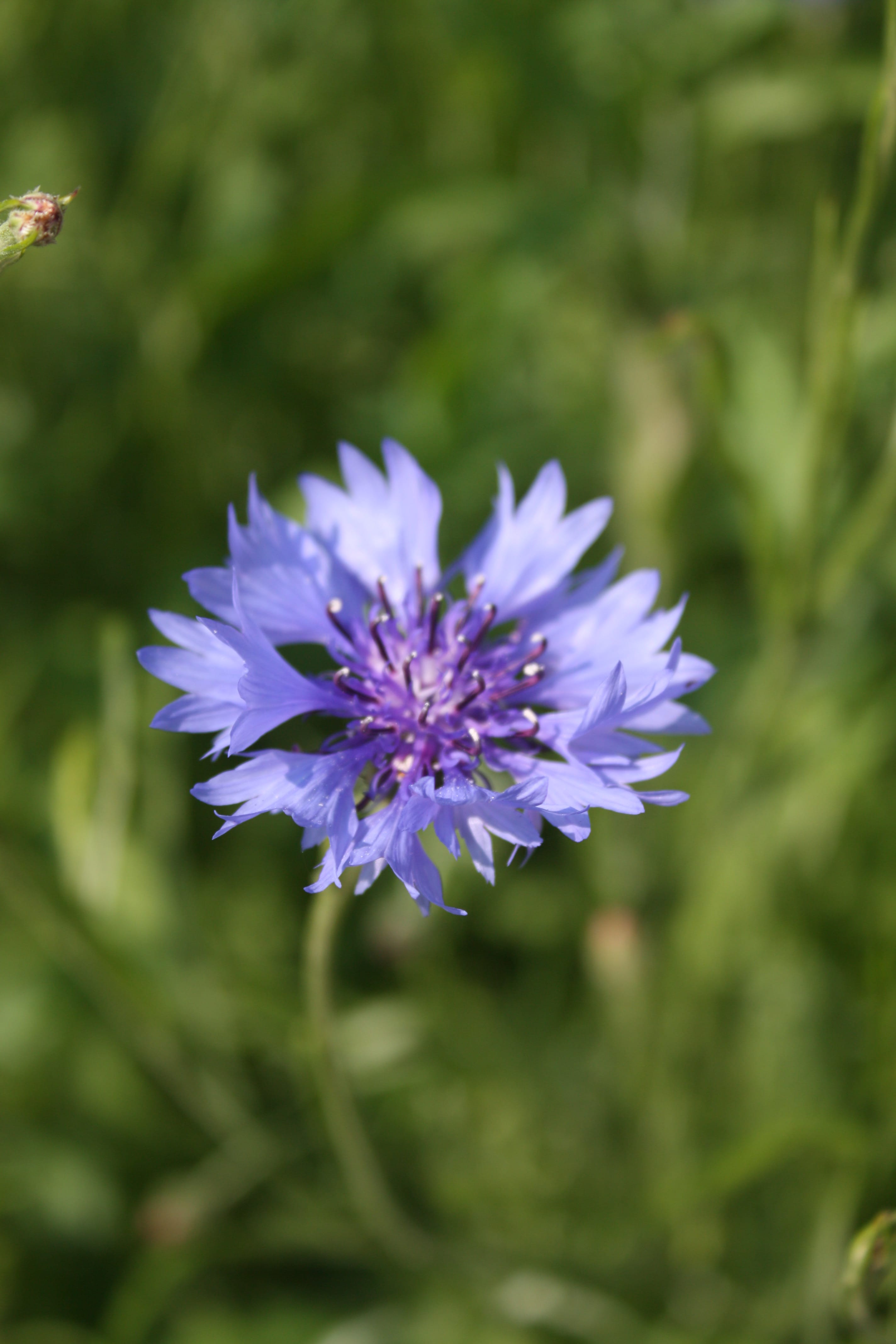 Cornflower Seeds (Centaurea cyanus)