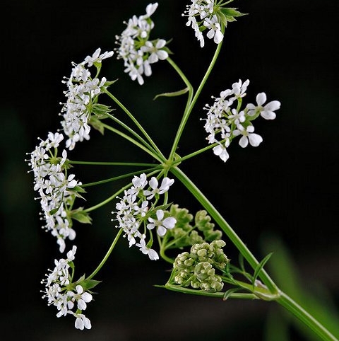 Cow Parsley Plants (Anthriscus sylvestris)