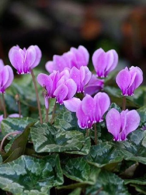 Wild Cyclamen Tubers (Cyclamen hederifolium)