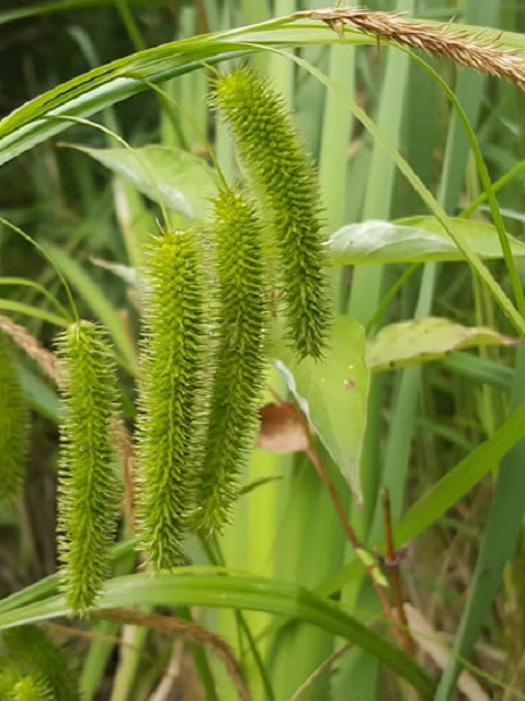 Cyperus Sedge Plants (Carex pseudocyperus)