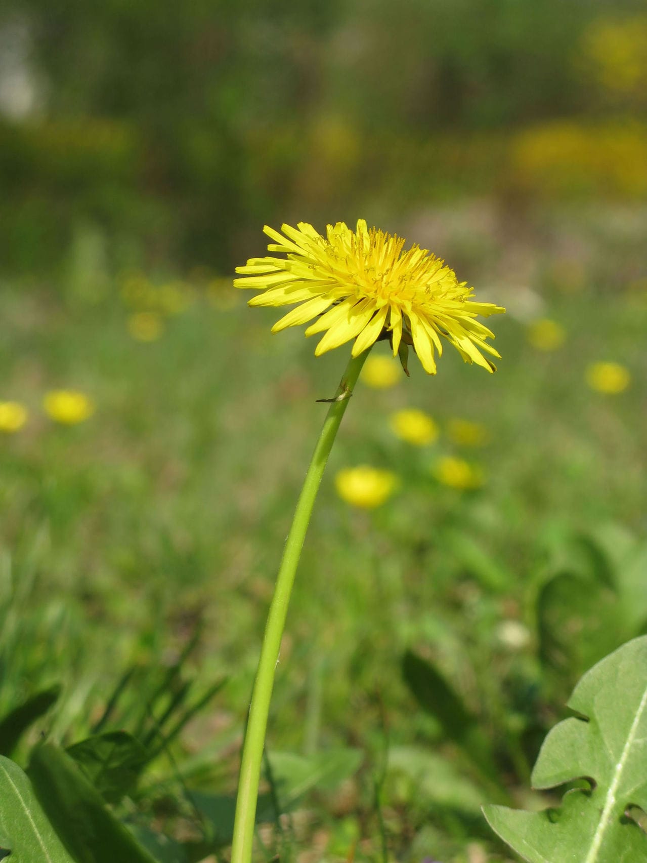 Dandelion Seeds (Taraxacum officinale)