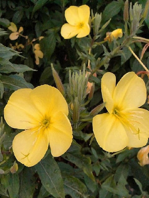 Evening Primrose Plants (Oenothera biennis)