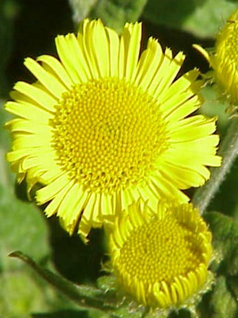 Fleabane Plants (Pulicaria dysenterica)