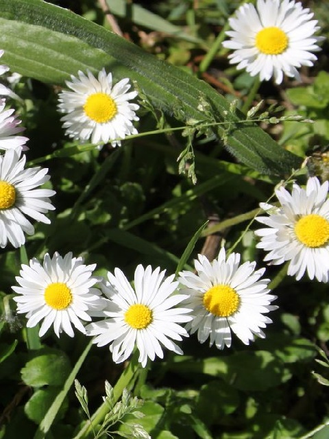 Flowering Lawn Wildflower Plant Collection