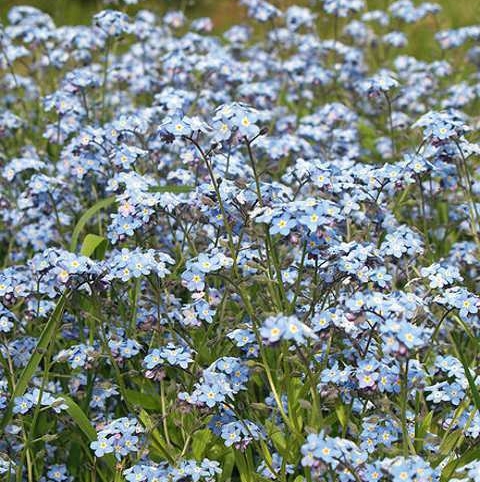 Field Forget-Me-Not Plants (Myosotis arvensis)