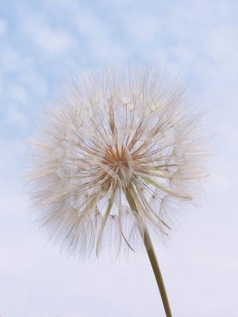 Goat's Beard Plants (Tragopogon pratensis)