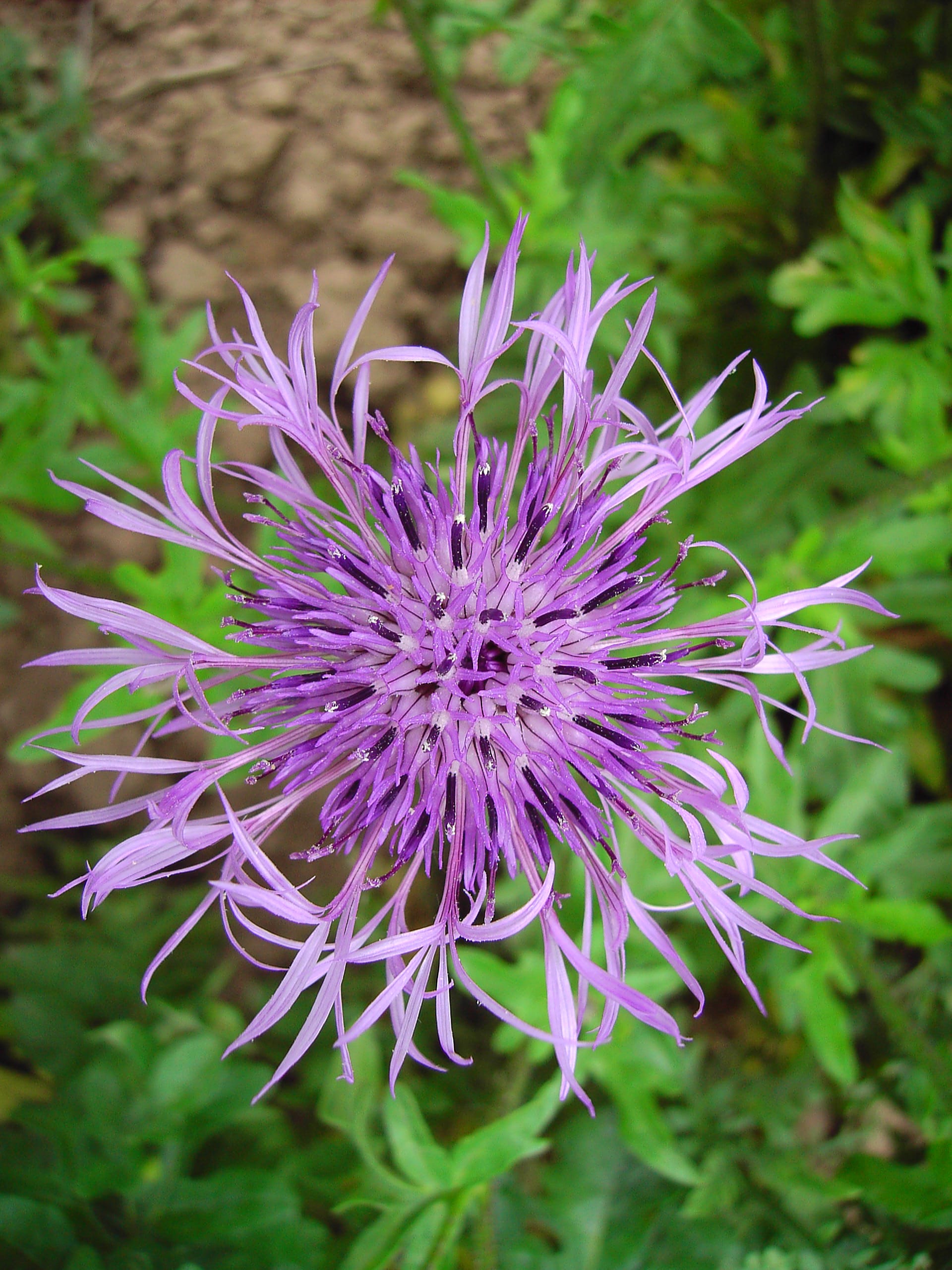 Greater Knapweed Plants (Centaurea scabiosa)