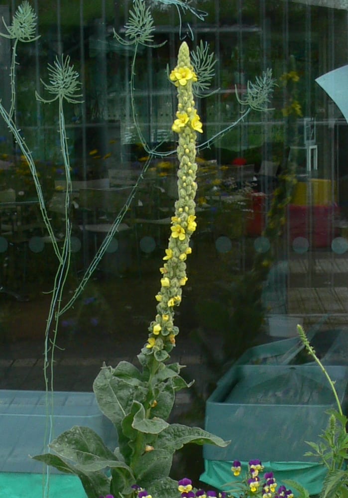 Greater Mullein Seeds (Verbascum thapsus)