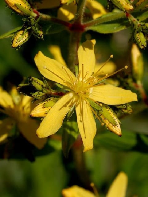 Hairy St Johns Wort Plants Hypericum hirsutum