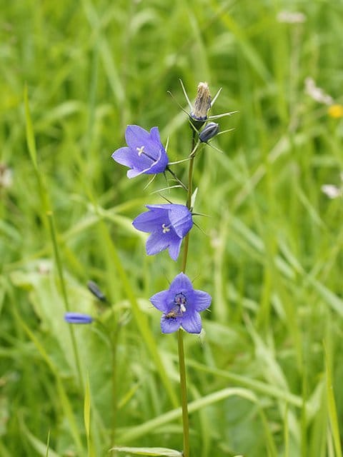 Harebell Plants (Campanula rotundifolia)