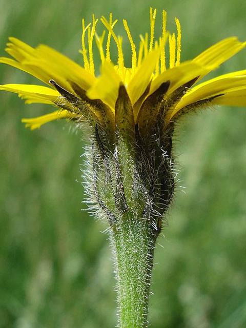 Rough Hawkbit Plants (Leontodon hispidus)