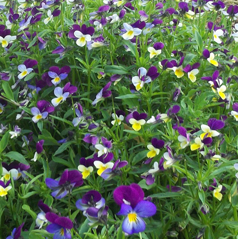 Wild Pansy Plant (Viola tricolor)