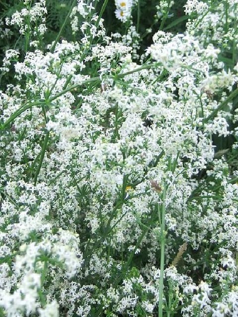 Hedge Bedstraw Plants (Galium mollugo)