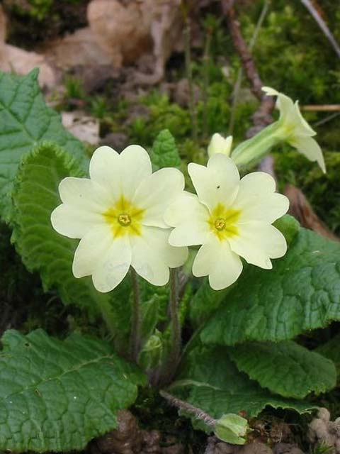 Hedgerow Wildflower Plant Collection