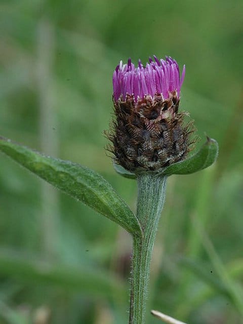 Common Knapweed Plants (Centaurea nigra)