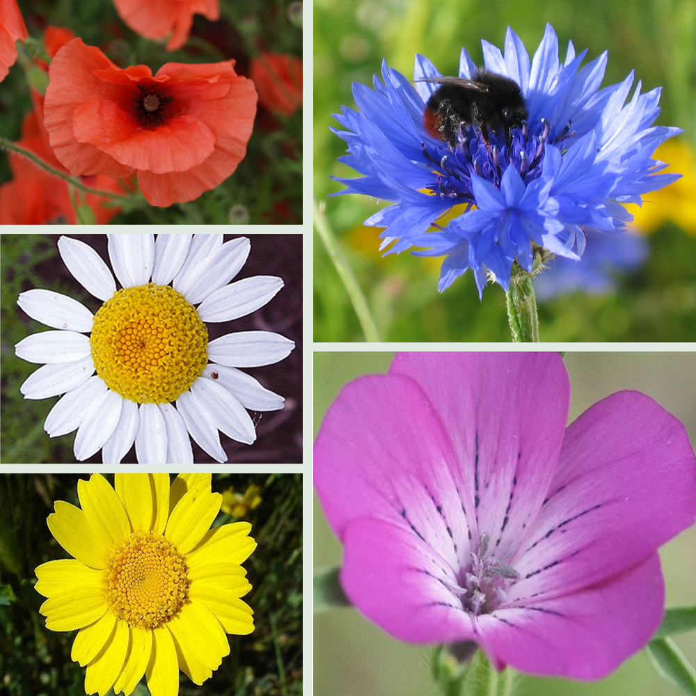 Annual Wildflower Plug Plant Collection