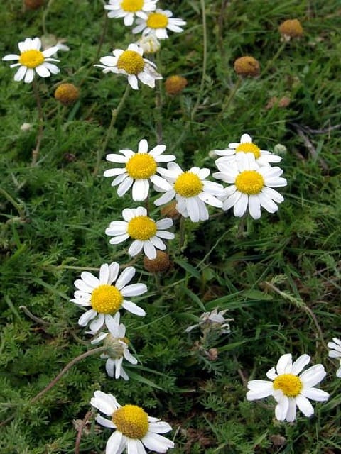 Lawn Chamomile Plants (Anthemis nobilis)