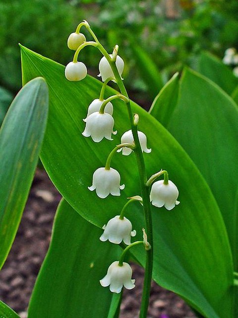 Lily of the Valley Bulbs (Convallaria majalis)