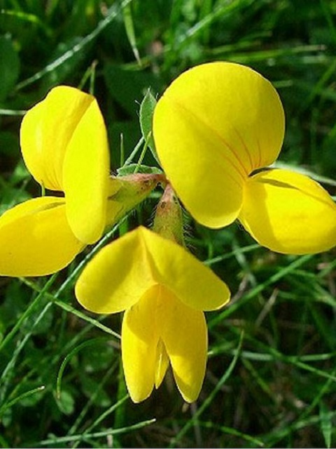 Long Season Meadow Wildflower Plant Collection