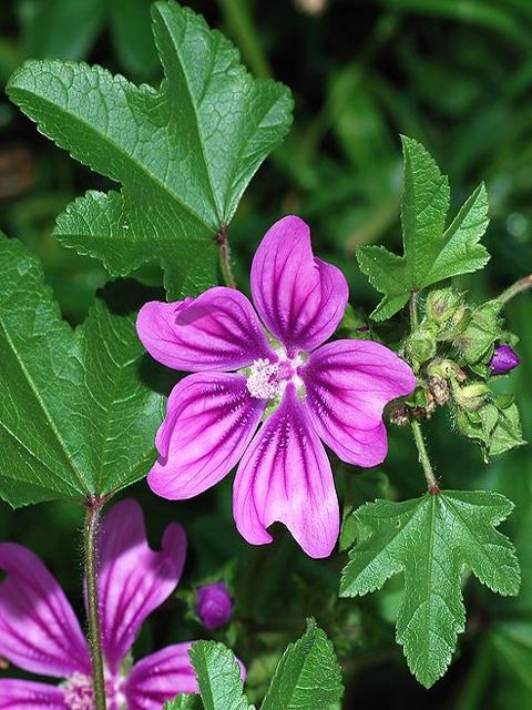 Common Mallow Seeds (Malva sylvestris)