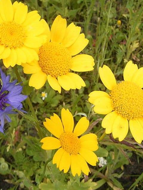 Corn Marigold Seeds (Chrysanthemum segetum)