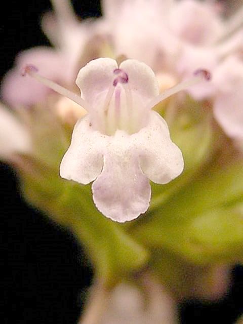 Wild Marjoram Plants (Origanum vulgare)