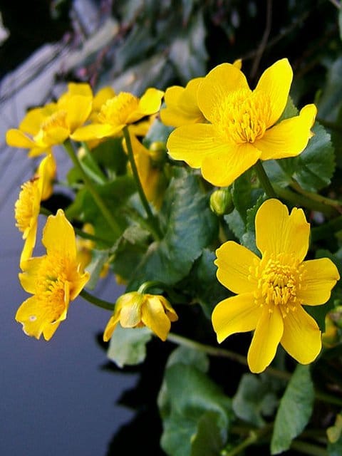 Marsh Marigold Plants (Caltha palustris)