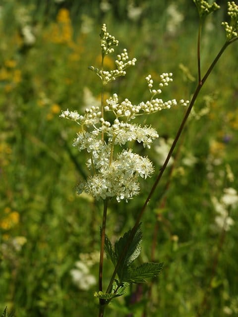 Meadowsweet Plants (Filipendula ulmaria)