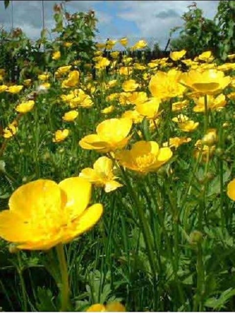 Meadow Buttercup Plants (Ranunculus acris)