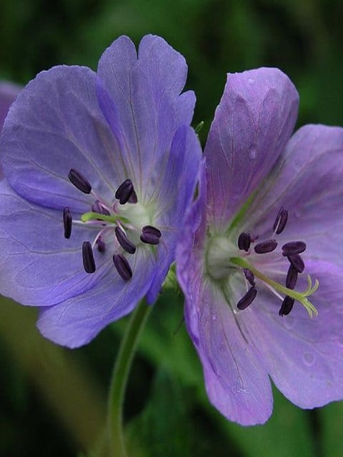 Meadow Cranesbill Seeds (Geranium pratense)