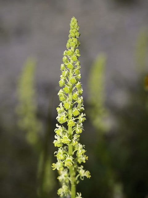 Wild Mignonette Plants (Reseda lutea)