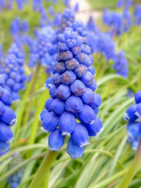 Grape Hyacinth Bulbs (Muscari neglectum)