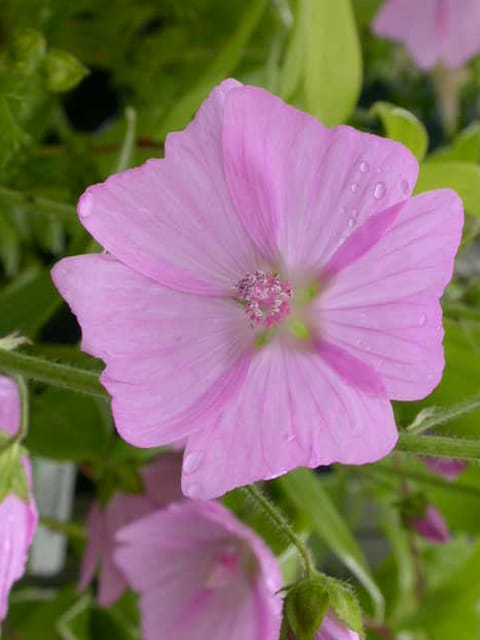 Musk Mallow Seeds (Malva moschata)